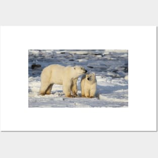 Polar Bear, Mother & Cub, Churchill, Canada Posters and Art